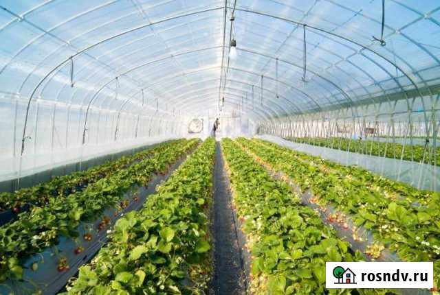 Участок СНТ, ДНП 42 сот. на продажу в Городце Городец - изображение 1