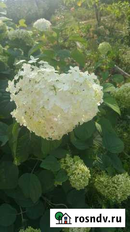 Дача 20 м² на участке 5.8 сот. на продажу в Новоалтайске Новоалтайск - изображение 1