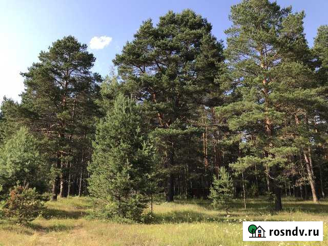 Участок ИЖС 300 сот. на продажу в Сосновском Сосновское - изображение 1