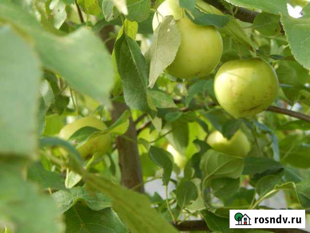 Дача 20 м² на участке 3 сот. на продажу в Ишиме Ишим - изображение 1