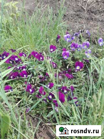 Дача 20 м² на участке 10 сот. на продажу в Новоалтайске Новоалтайск - изображение 1