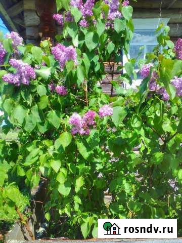 Дом 77 м² на участке 20 сот. на продажу в Нюксенице Нюксеница - изображение 1