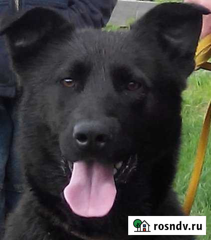 Участок СНТ, ДНП 10 сот. на продажу в Будогощи Будогощь - изображение 1