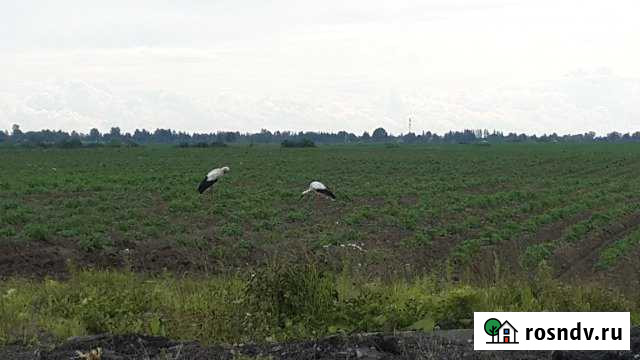 Участок СНТ, ДНП 14 сот. на продажу в Любане Любань - изображение 1