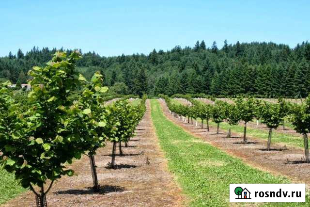 Участок СНТ, ДНП 4500 сот. на продажу в Горячем Ключе Горячий Ключ - изображение 1