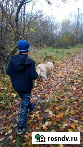 3-комнатная квартира, 63 м², 1/2 эт. на продажу в Белом Тверской области Белый - изображение 1