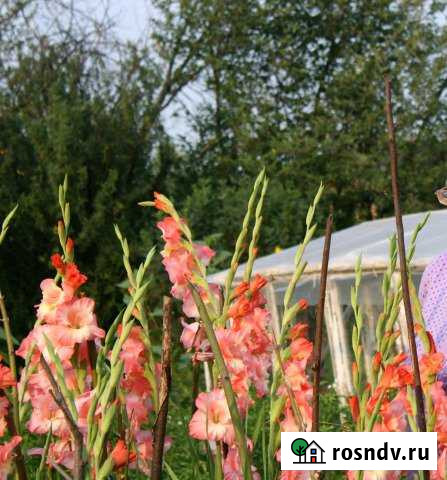 Дача 40 м² на участке 10 сот. на продажу в Барышево Барышево - изображение 1