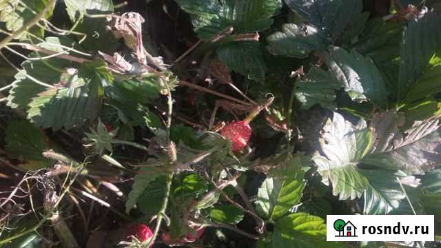 Участок СНТ, ДНП 6 сот. на продажу в Юрге Юрга - изображение 1