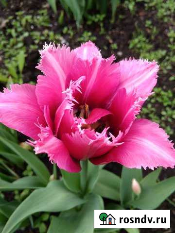 Дача 30 м² на участке 8 сот. на продажу в Николо-Павловском Николо-Павловское - изображение 1