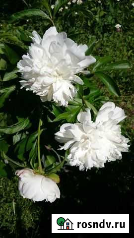 Дача 60 м² на участке 11 сот. на продажу в Урае Урай - изображение 1