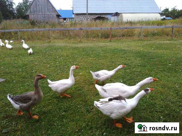 Участок ИЖС 25 сот. на продажу в Волосово Волосово - изображение 1