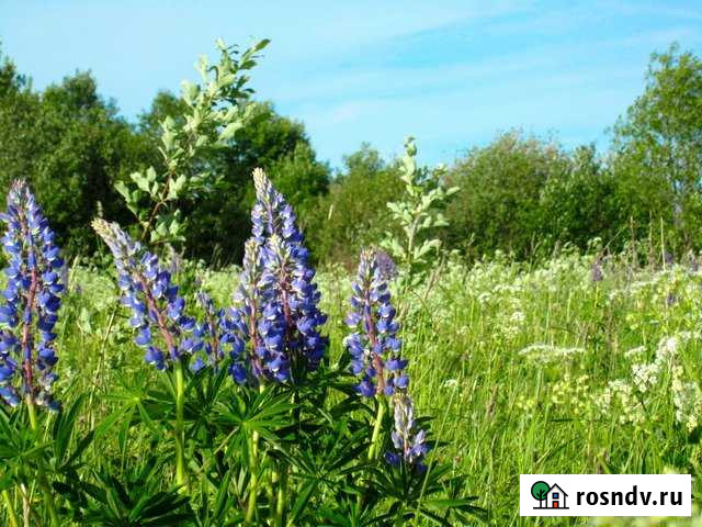 Участок ИЖС 10 сот. на продажу в Гатчине Гатчина - изображение 1