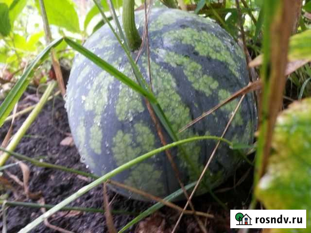 Дача 30 м² на участке 6 сот. на продажу в Орлово Орлово - изображение 1