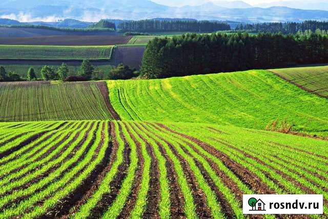 Участок СНТ, ДНП 3000 сот. в аренду в Канске Канск - изображение 1