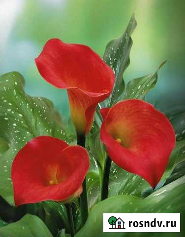 Участок ИЖС 20 сот. на продажу в Шали Шали - изображение 1