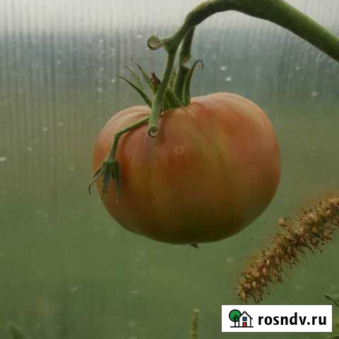 Участок СНТ, ДНП 7 сот. на продажу в Чердаклах Чердаклы - изображение 1