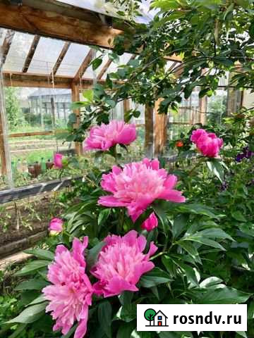 Участок СНТ, ДНП 4 сот. на продажу в Асбесте Асбест - изображение 1