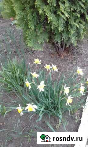 Участок ИЖС 5 сот. на продажу в Батайске Батайск - изображение 1