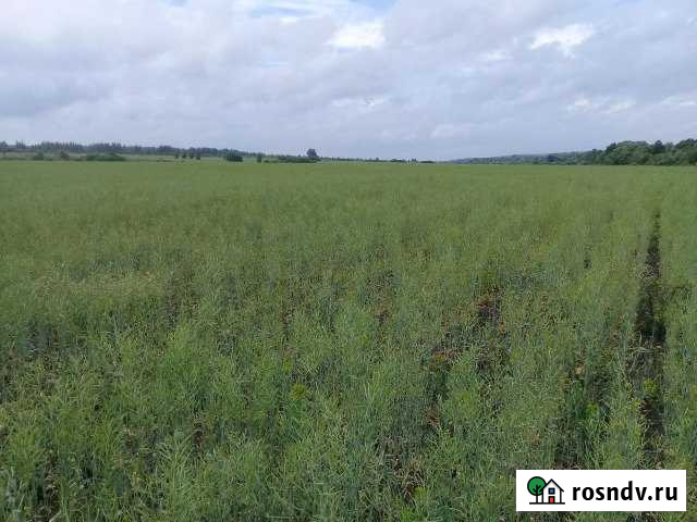 Участок СНТ, ДНП 31500 сот. на продажу в Больших Березниках Большие Березники - изображение 1