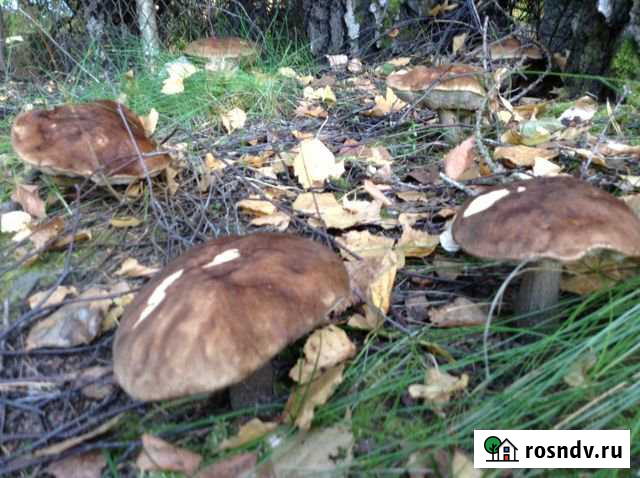 Дача 65 м² на участке 14 сот. на продажу в Кубинке Кубинка - изображение 1