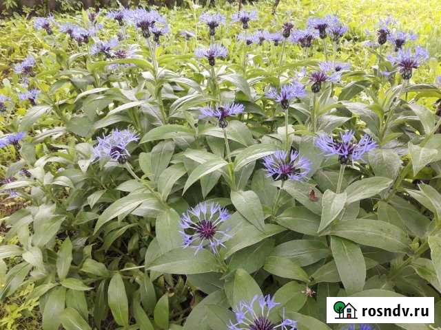 Участок СНТ, ДНП 5 сот. на продажу в Дубне Московской области Дубна - изображение 1