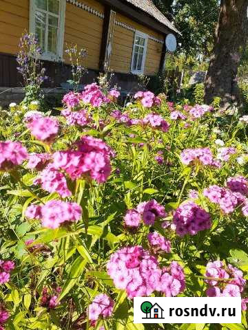 Дом 28.4 м² на участке 50 сот. на продажу на Острове Остров - изображение 1