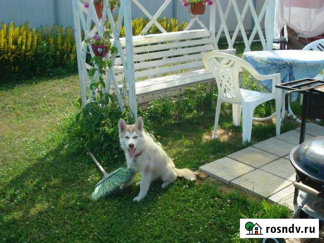 Дом 48 м² на участке 10 сот. в аренду посуточно в Суздале Суздаль - изображение 1