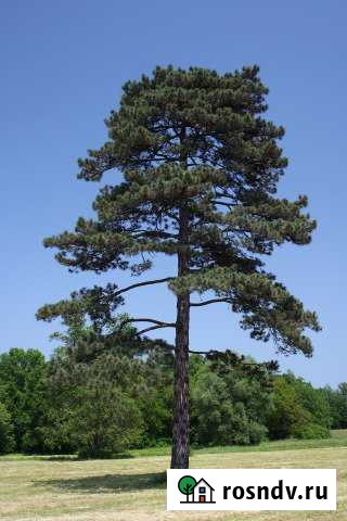 Участок ИЖС 15 сот. на продажу в Канске Канск - изображение 1