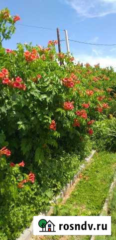 Дача 24 м² на участке 8 сот. на продажу в Красных Баррикадах Красные Баррикады - изображение 1