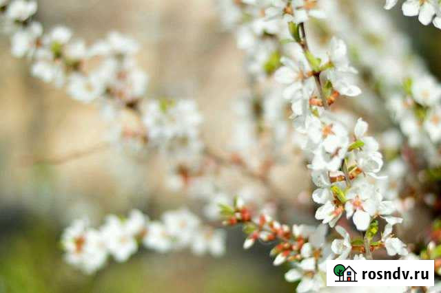 Участок СНТ, ДНП 5 сот. на продажу в Миассе Миасс - изображение 1