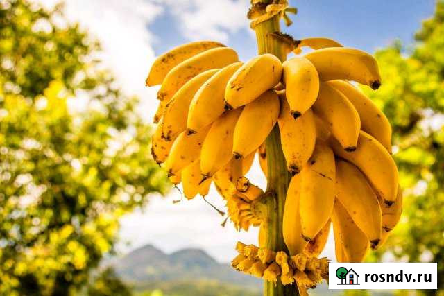 Участок СНТ, ДНП 6 сот. на продажу в Смышляевке Смышляевка - изображение 1