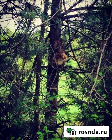 Дача 20 м² на участке 5 сот. на продажу в Стрижах Стрижи - изображение 1