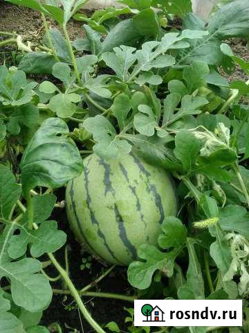 Дача 56 м² на участке 9 сот. на продажу в Киселевске Киселевск - изображение 1