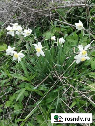 Участок СНТ, ДНП 5 сот. на продажу в Богашево Богашево - изображение 1