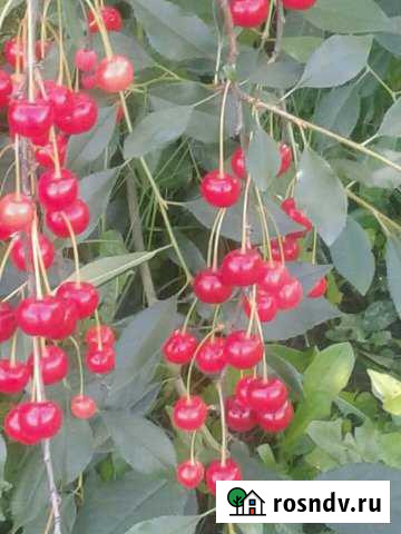 Участок СНТ, ДНП 6 сот. на продажу в Северске Северск - изображение 1