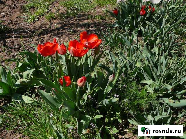 Дача 20 м² на участке 5 сот. в аренду на длительный срок в Волгограде Волгоград - изображение 1