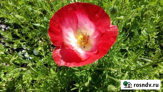 1-комнатная квартира, 38 м², 2/5 эт. на продажу в Лесном Свердловской области Лесной - изображение 1