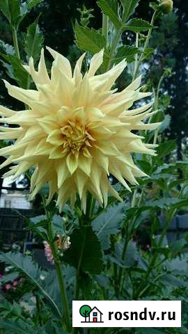 Дом 54 м² на участке 8 сот. на продажу в Бодайбо Бодайбо - изображение 1