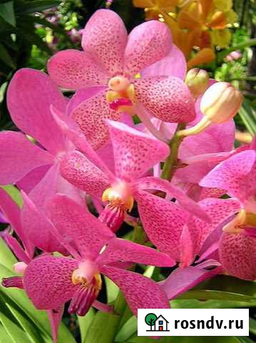 Участок ИЖС 4 сот. на продажу в Южном Алтайского края Южный - изображение 1