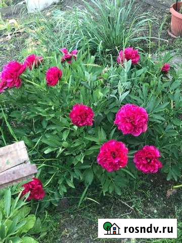 Дача 20 м² на участке 4.5 сот. на продажу в Черноморском Краснодарского края Черноморский - изображение 1