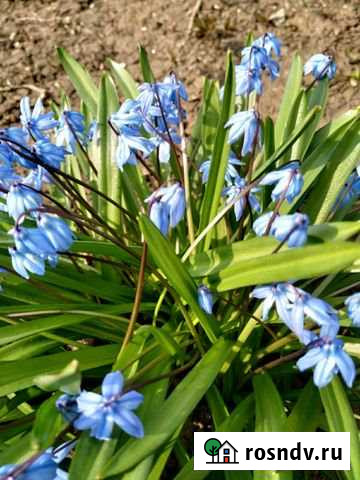 Участок ИЖС 6 сот. на продажу в Энгельсе Энгельс - изображение 1