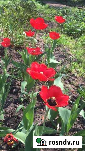 Участок СНТ, ДНП 11 сот. на продажу в Рахье Рахья - изображение 1