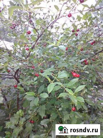 Дача 30 м² на участке 4.5 сот. на продажу в Большом Лугу Большой Луг - изображение 1