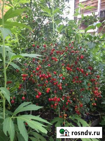 Дача 40 м² на участке 12 сот. на продажу в Искитиме Искитим - изображение 1