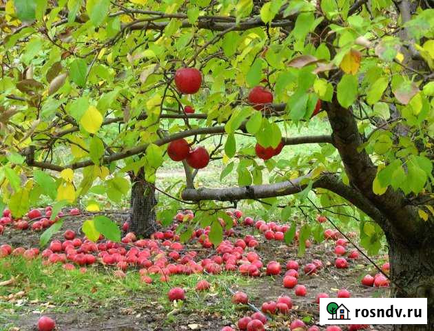 Участок СНТ, ДНП 6000 сот. на продажу в Клинцах Клинцы - изображение 1