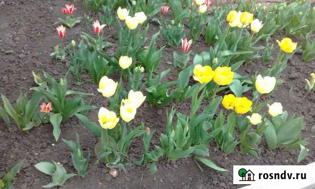 Участок ИЖС 5 сот. на продажу в Батайске Батайск - изображение 1