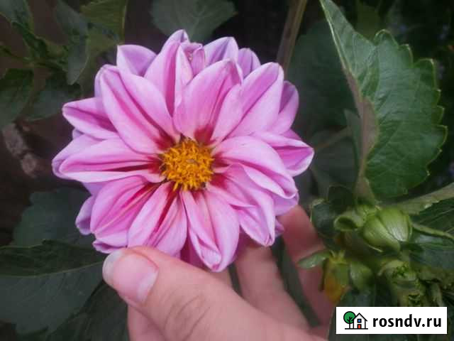 3-комнатная квартира, 105 м², 1/1 эт. на продажу в Шилке Шилка - изображение 1