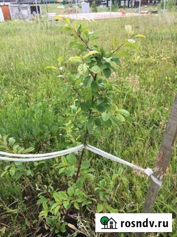 Дача 65 м² на участке 12 сот. на продажу в Гостилицах Гостилицы - изображение 1