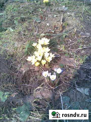 Участок ИЖС 19 сот. на продажу в Октябрьском Рязанской области Октябрьский - изображение 1