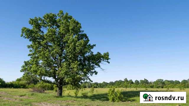 Участок ИЖС 17 сот. на продажу в Каликино Каликино - изображение 1